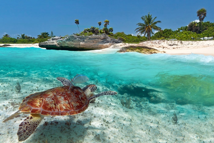 VIAJE RIVIERA MAYA PALLADIUM viaje riviera maya palladium: